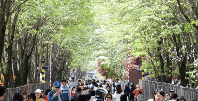 전주 이팝나무 축제 꽃터널 인파 봄 감수성 현장